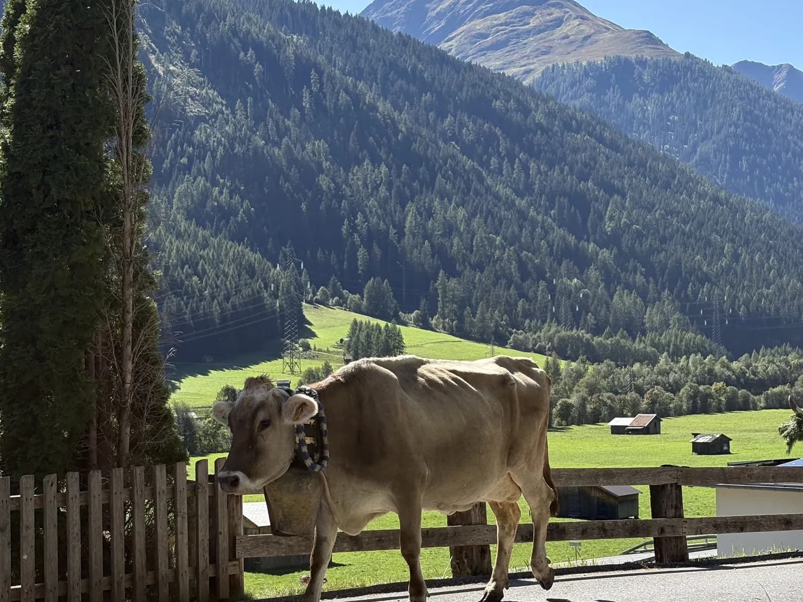 A cow on the village road near Schnann in summer